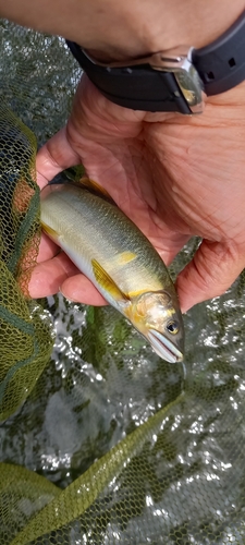 アユの釣果