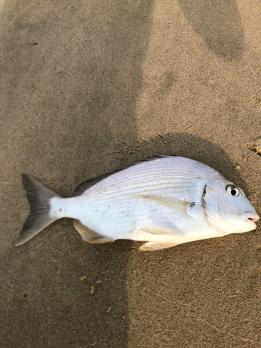 ヘダイの釣果