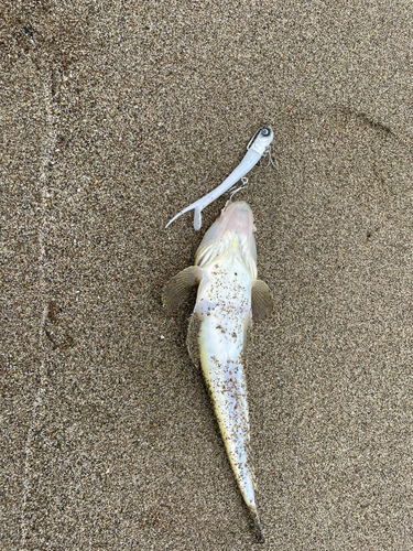 マゴチの釣果