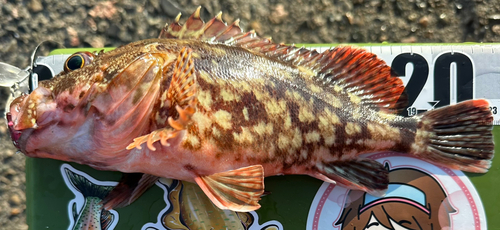 ガシラの釣果