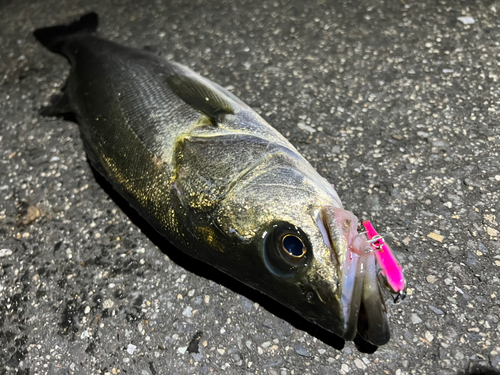 シーバスの釣果