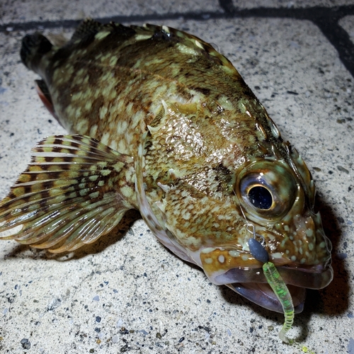 カサゴの釣果