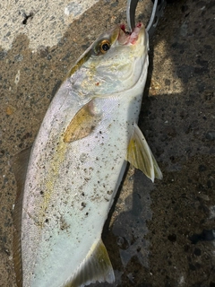 ショゴの釣果