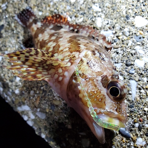 カサゴの釣果