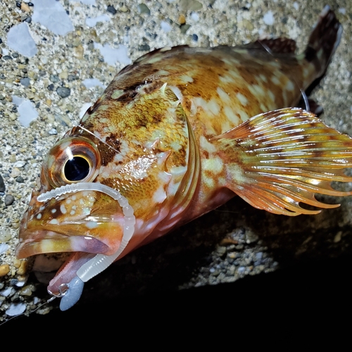 カサゴの釣果