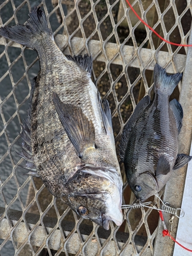 クロダイの釣果