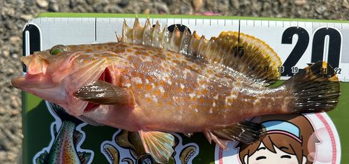 アコウの釣果