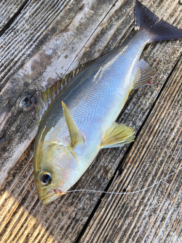 イサキの釣果