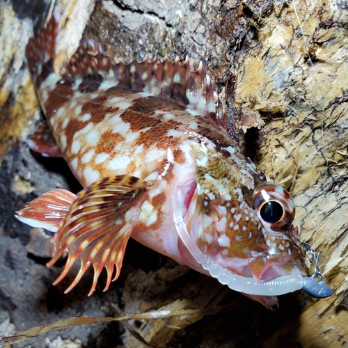 カサゴの釣果