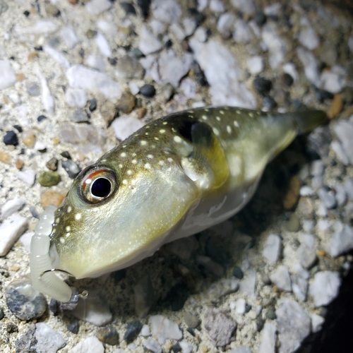 フグの釣果