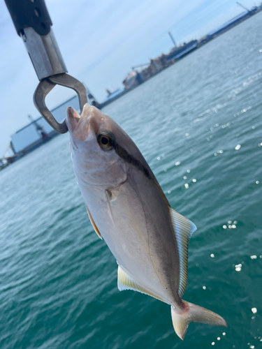 ショゴの釣果