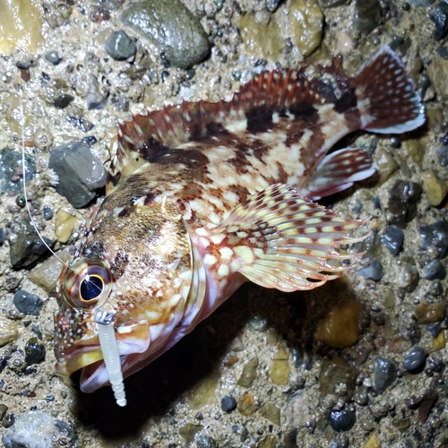 カサゴの釣果