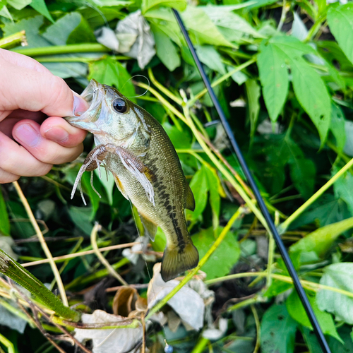 ブラックバスの釣果