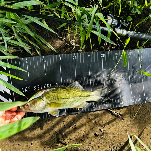 ブラックバスの釣果