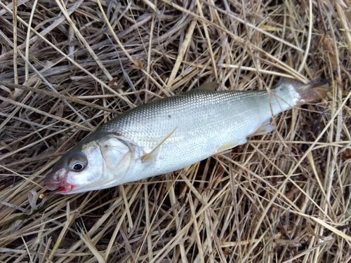 ウグイの釣果