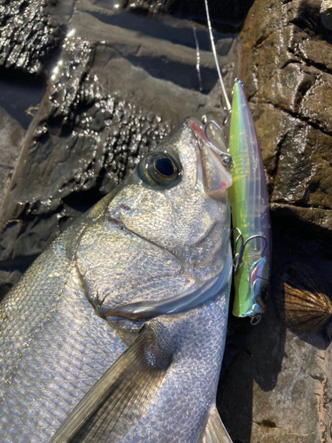 ヒラスズキの釣果