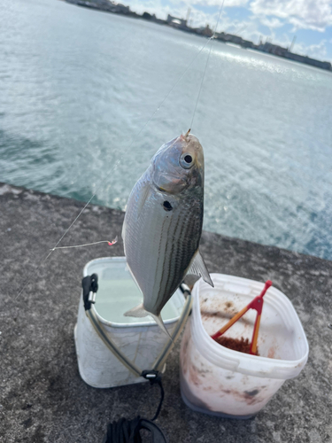 リュウキュウドロクイの釣果