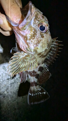 ガシラの釣果