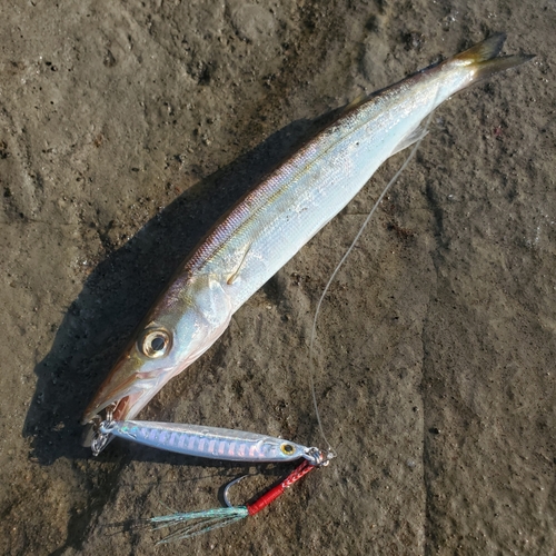 カマスの釣果