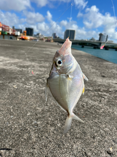 ヒイラギの釣果