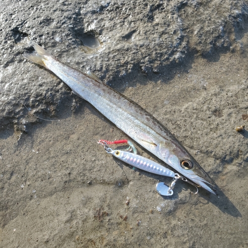 カマスの釣果