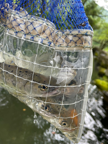 イワナの釣果