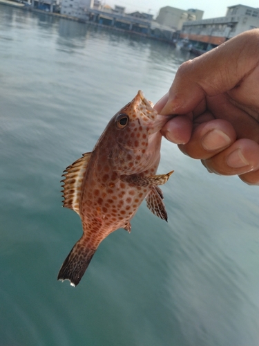 オオモンハタの釣果