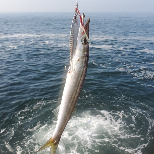 カマスの釣果