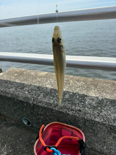 キスの釣果