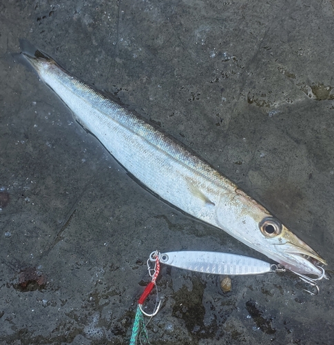 カマスの釣果