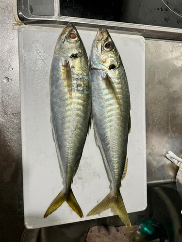 マルアジの釣果