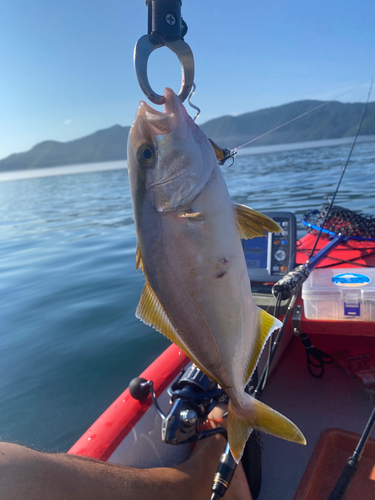 カンパチの釣果