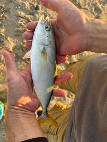 ワカシの釣果