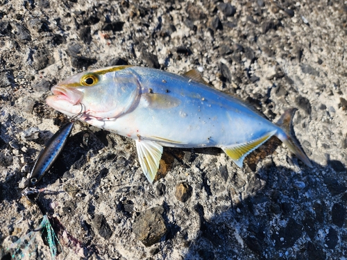 ネリゴの釣果