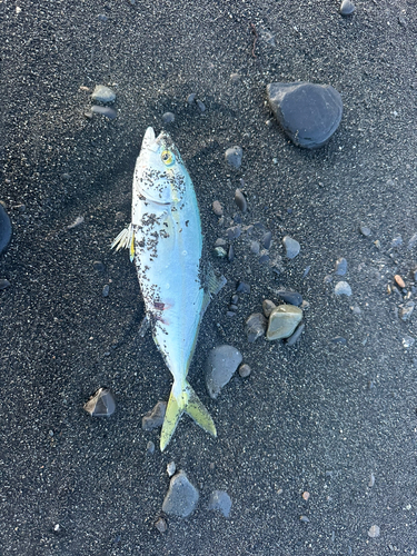 ワカシの釣果