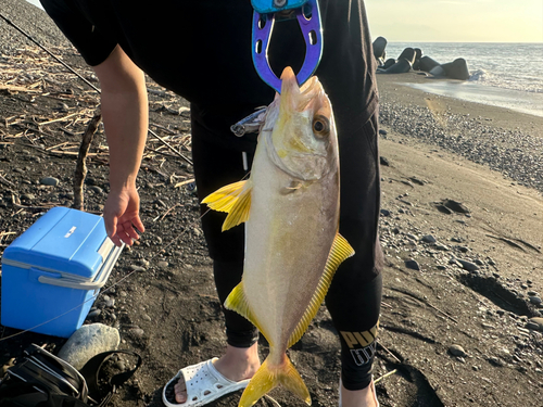 ショゴの釣果