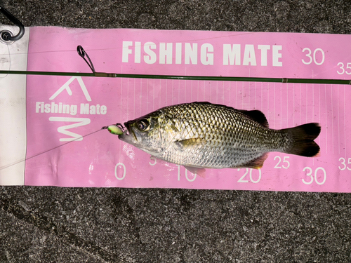 オオクチユゴイの釣果