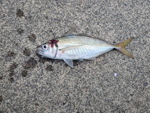 マアジの釣果