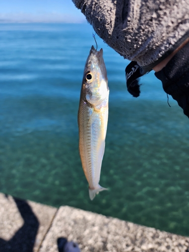 キスの釣果