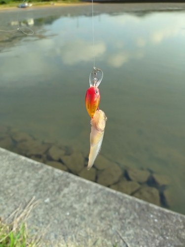 マハゼの釣果