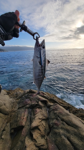 ハガツオの釣果