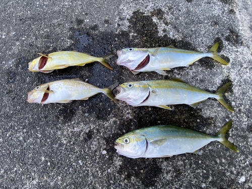 ワカシの釣果