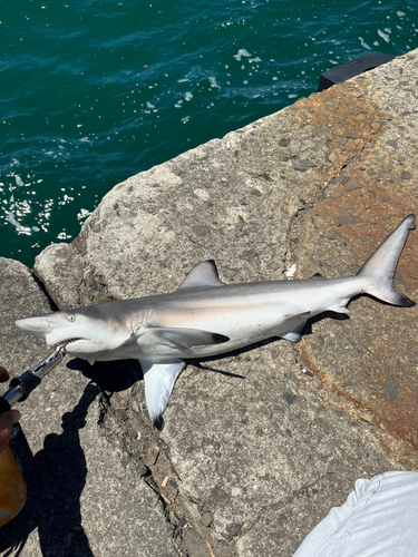 サメの釣果