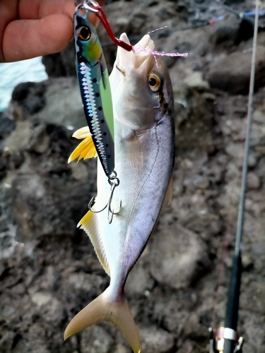 カマスの釣果