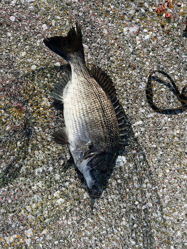 クロダイの釣果