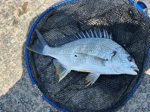 キビレの釣果