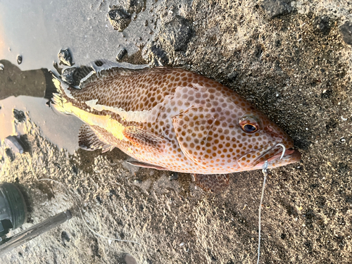 オオモンハタの釣果