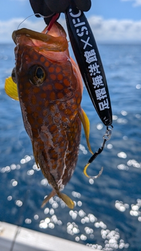 アコウの釣果