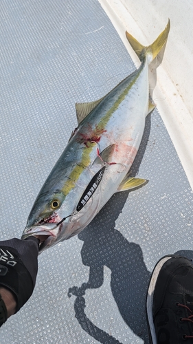 ハマチの釣果