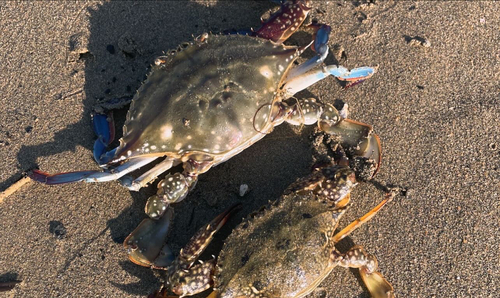 ガザミの釣果